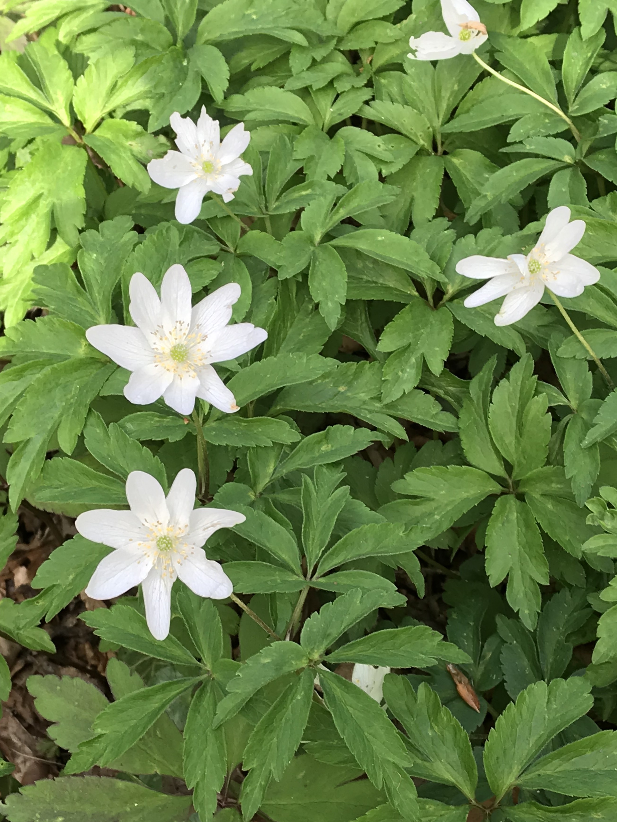 Wood anemone